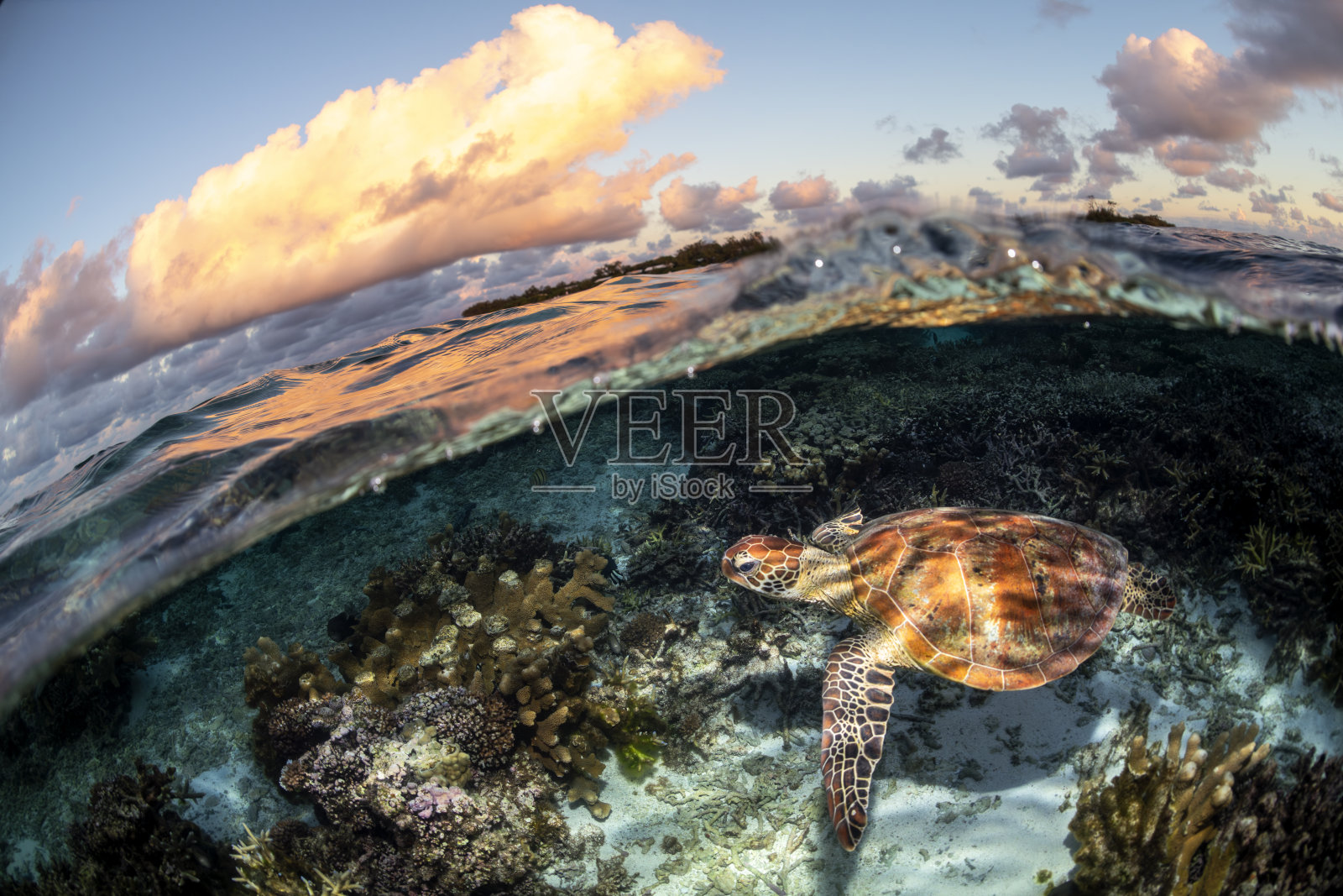 海龟视角照片摄影图片