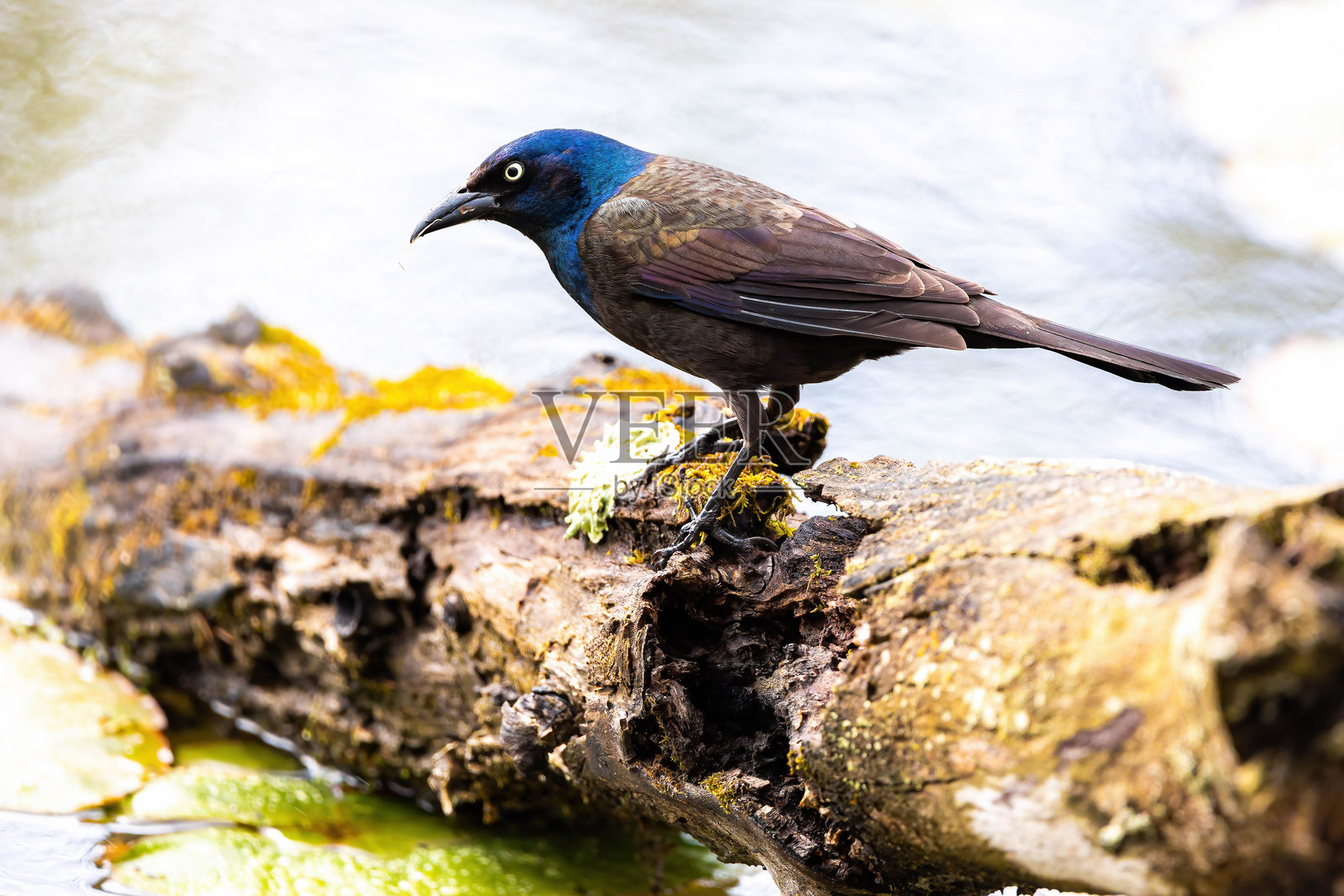 常见的黑鸦在倒下的树枝上照片摄影图片