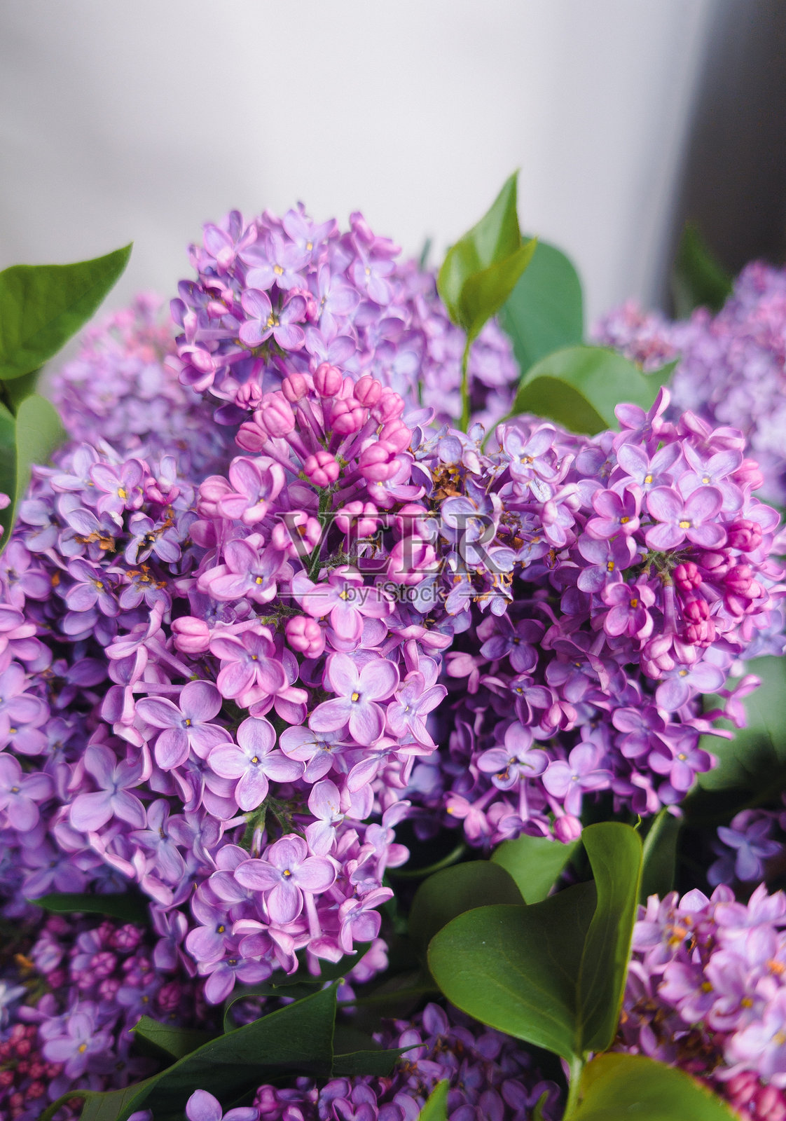 紫色的丁香花与绿色的叶子照片摄影图片