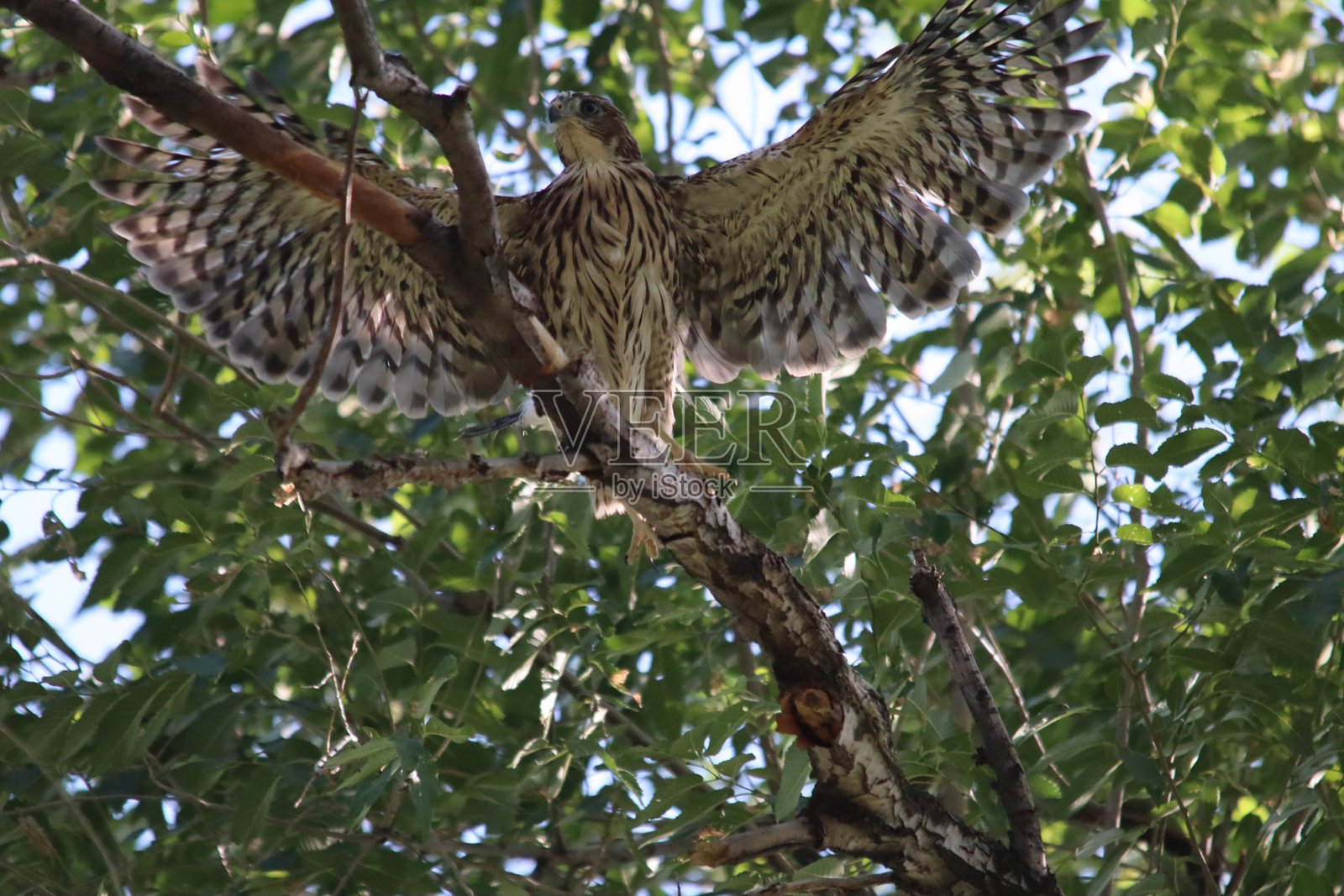 库珀的鹰雏照片摄影图片