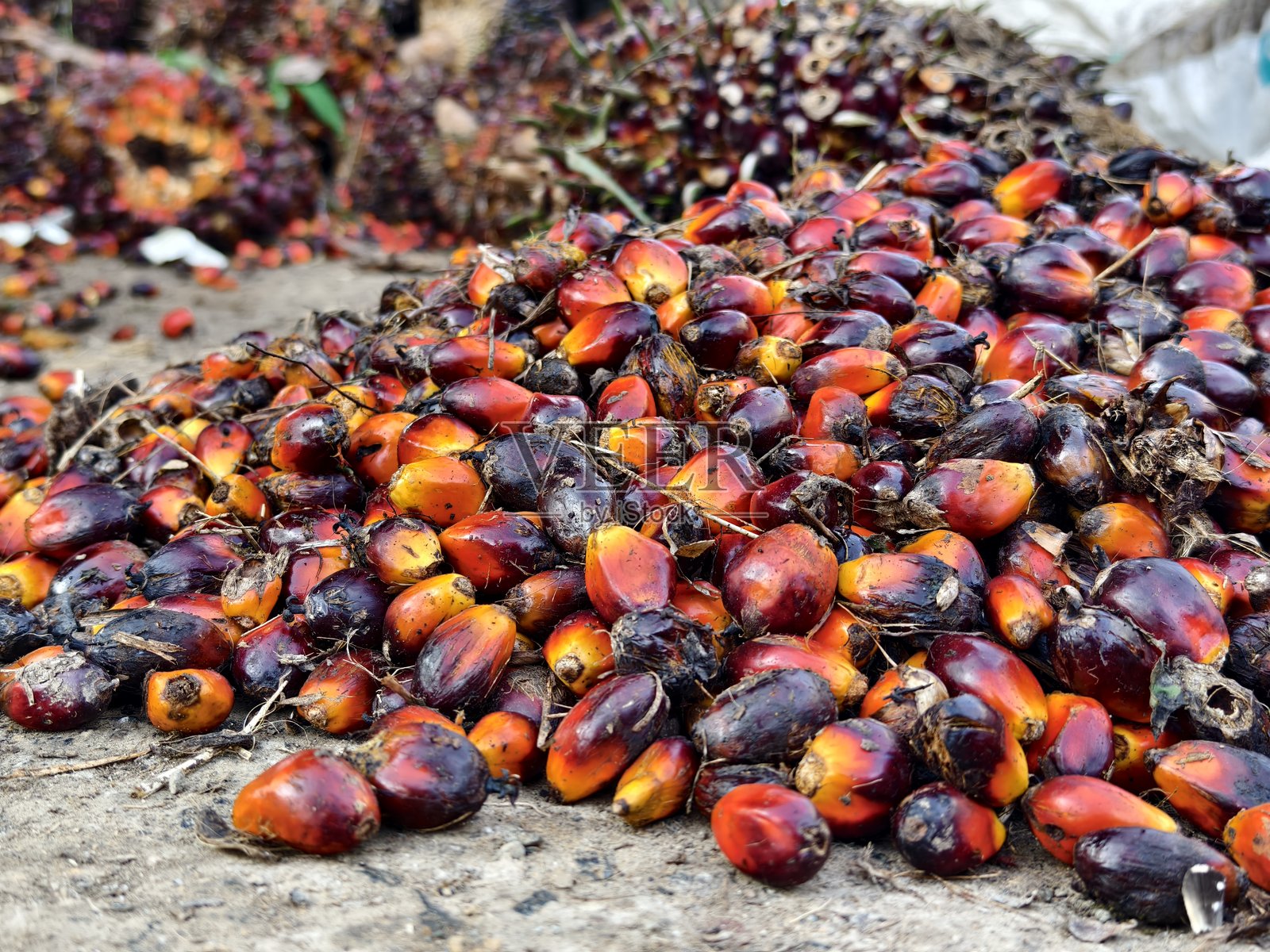 油棕果的果串仍然新鲜照片摄影图片
