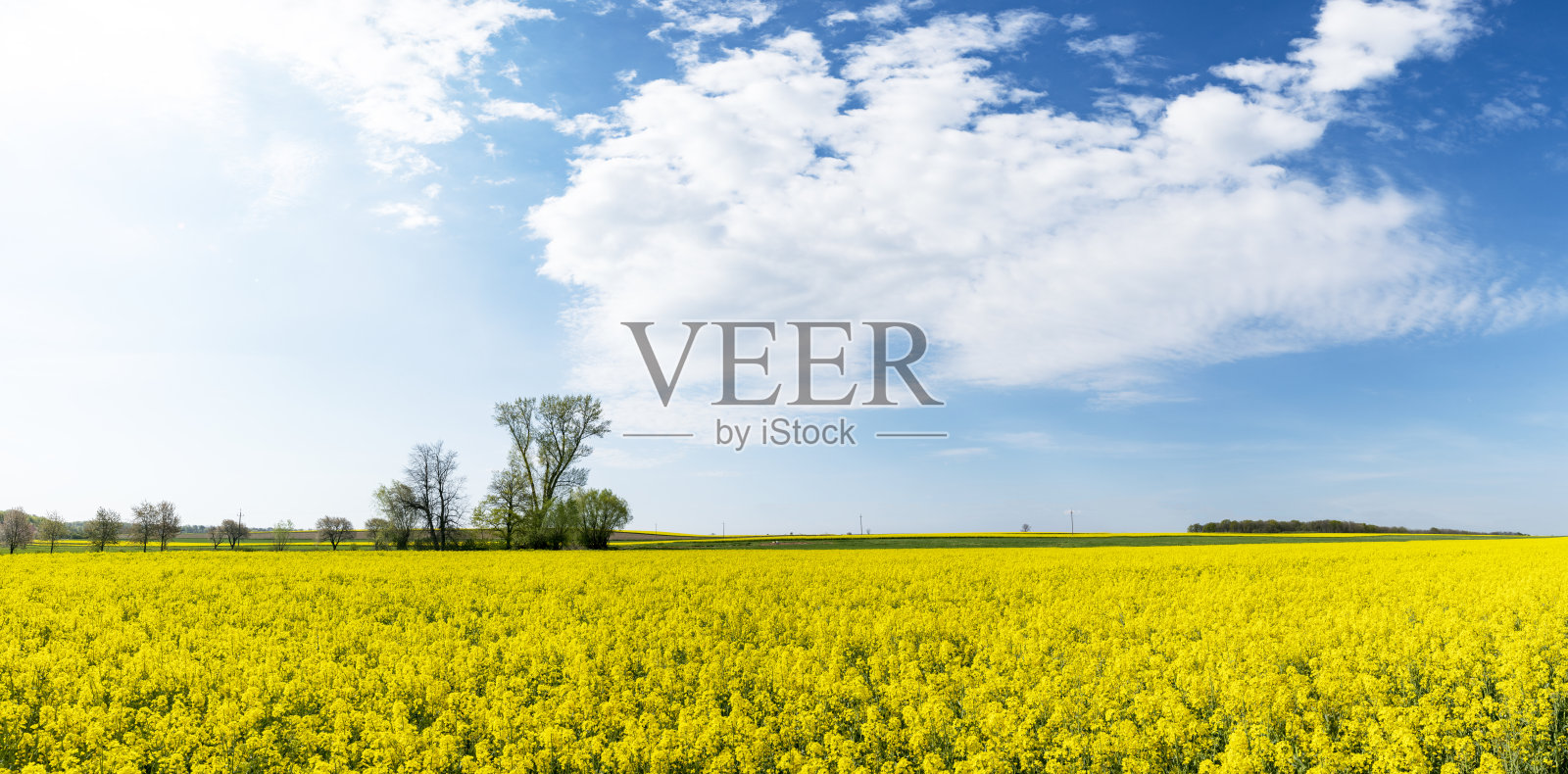 美丽的春日映衬着油菜花田照片摄影图片