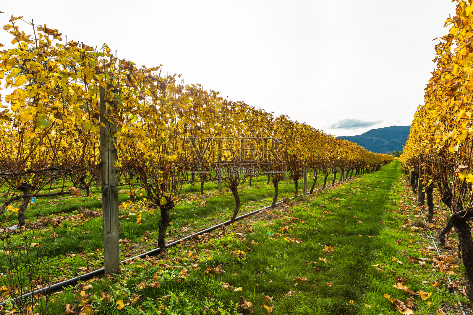 新西兰布伦海姆的酒庄照片摄影图片