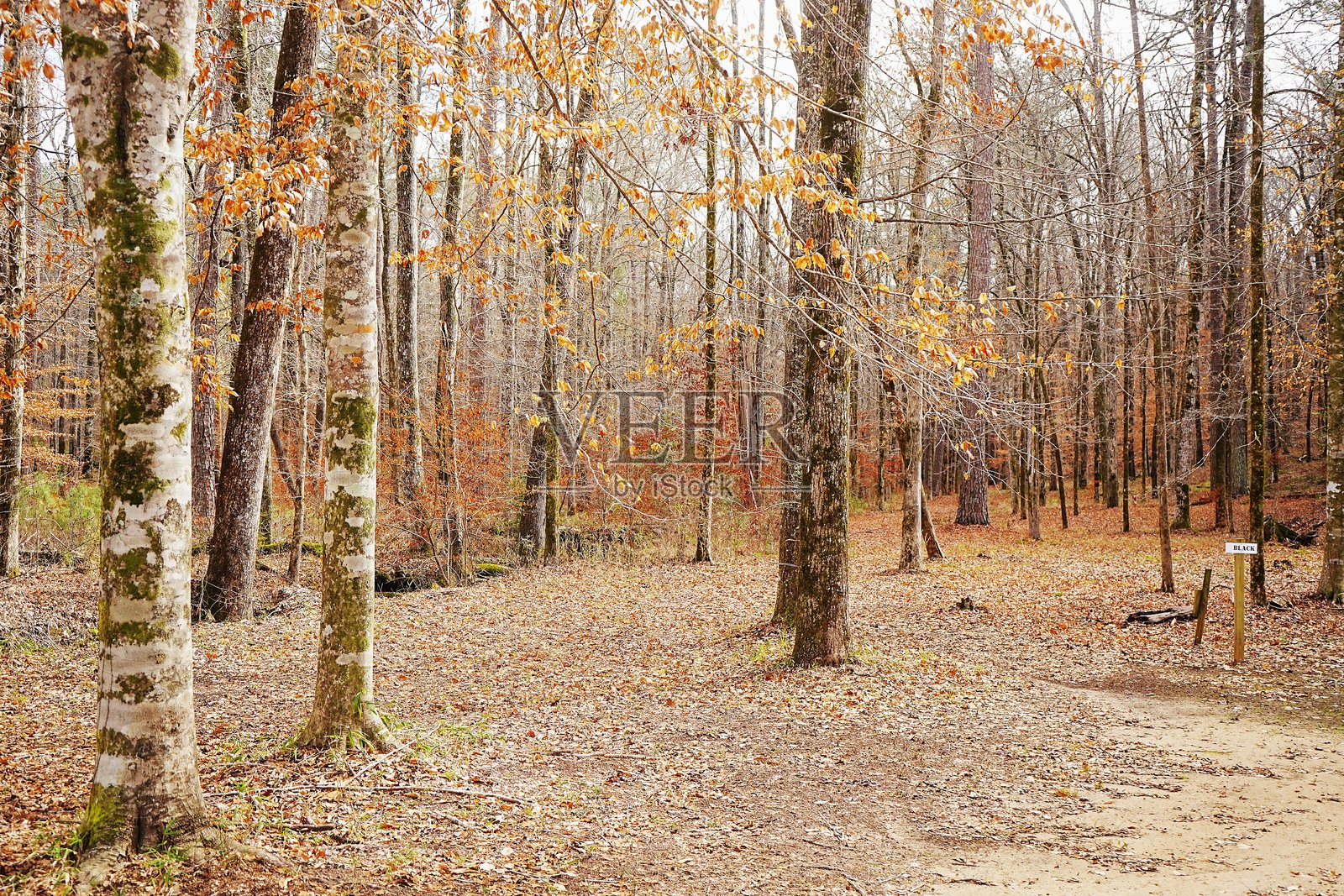 保尔·M·格里斯特州立公园，阿拉巴马州，提供数英里标记清晰的小径，适合划船、划桨、露营、远足和山地自行车骑行。照片摄影图片
