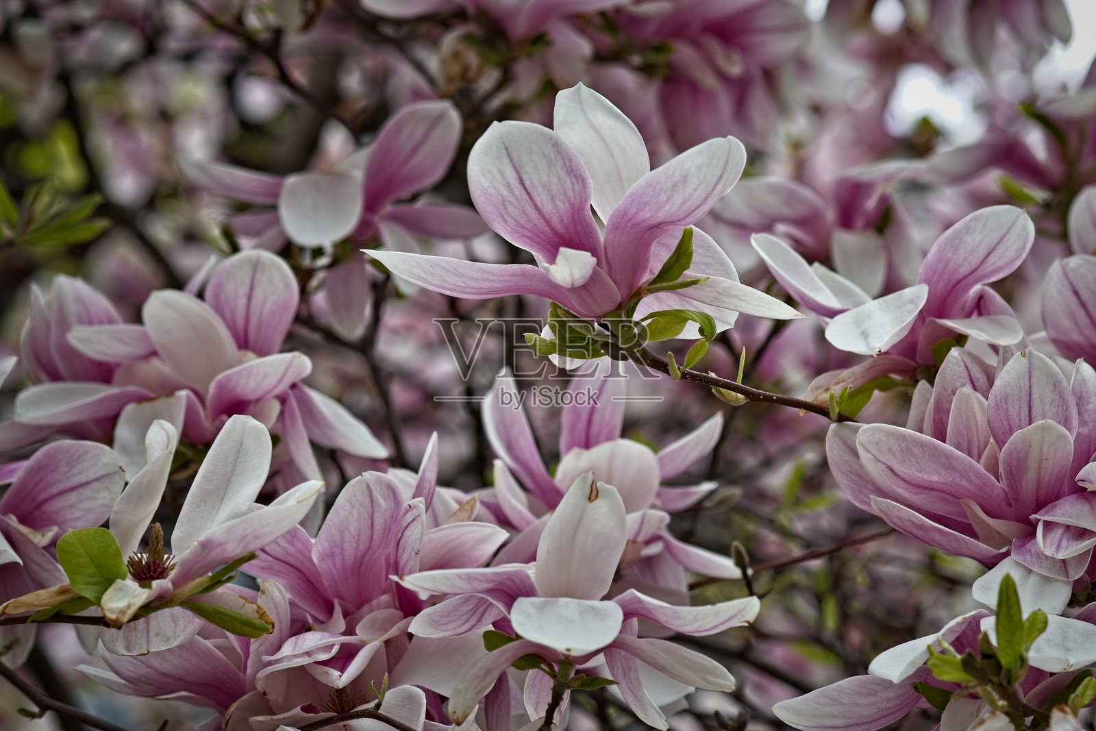 盛开的粉白色玉兰花照片摄影图片