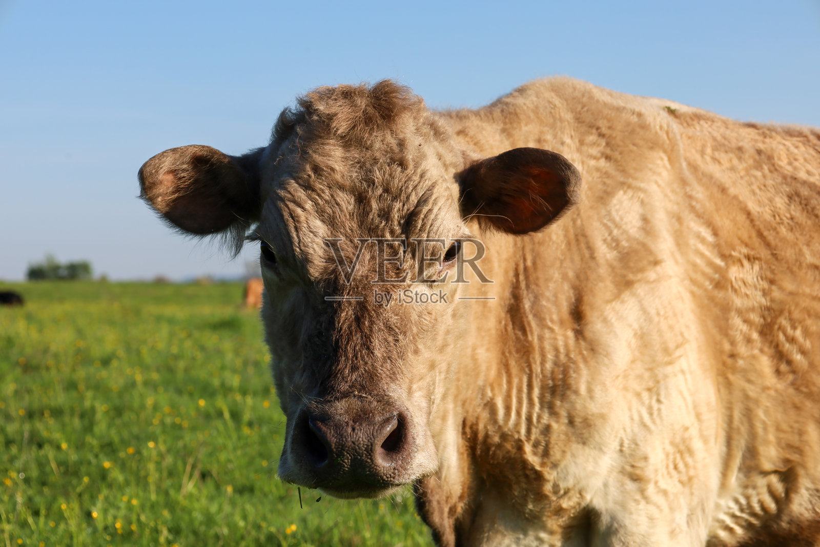 一头浅棕色的无角牛特写，正直视镜头。背景是绿色的牧场，点缀着黄色花朵，模糊的地平线在蓝天下可见。照片摄影图片