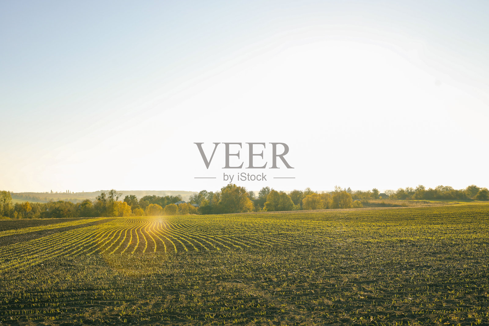 日落时分的大豆田。田里长着小大豆苗。农业风景。照片摄影图片