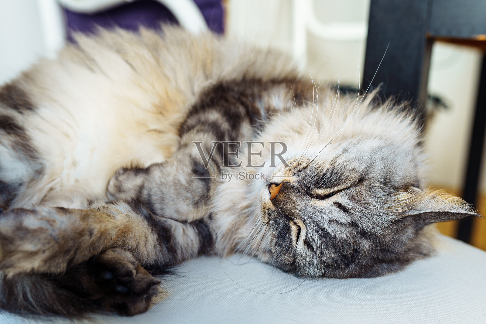 灰色毛茸茸的睡觉猫咪特写照片摄影图片