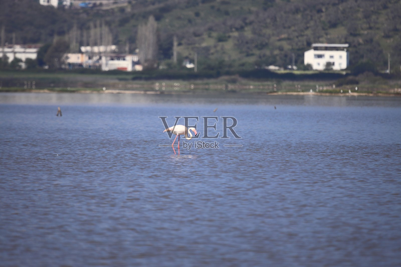 火烈鸟在土耳其博德鲁姆的湿地觅食。迁徙的火烈鸟在浅水中觅食。照片摄影图片