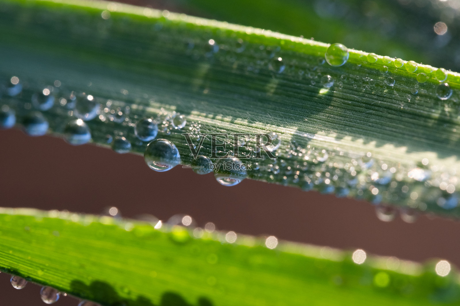 早晨露水滴落在绿色草叶上，浅景深。照片摄影图片