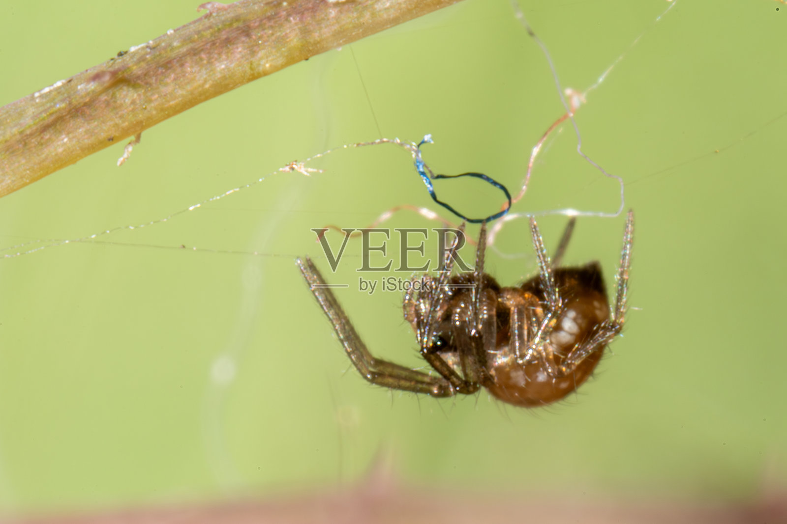 未鉴定的网蛛科蜘蛛在自然栖息地中照片摄影图片