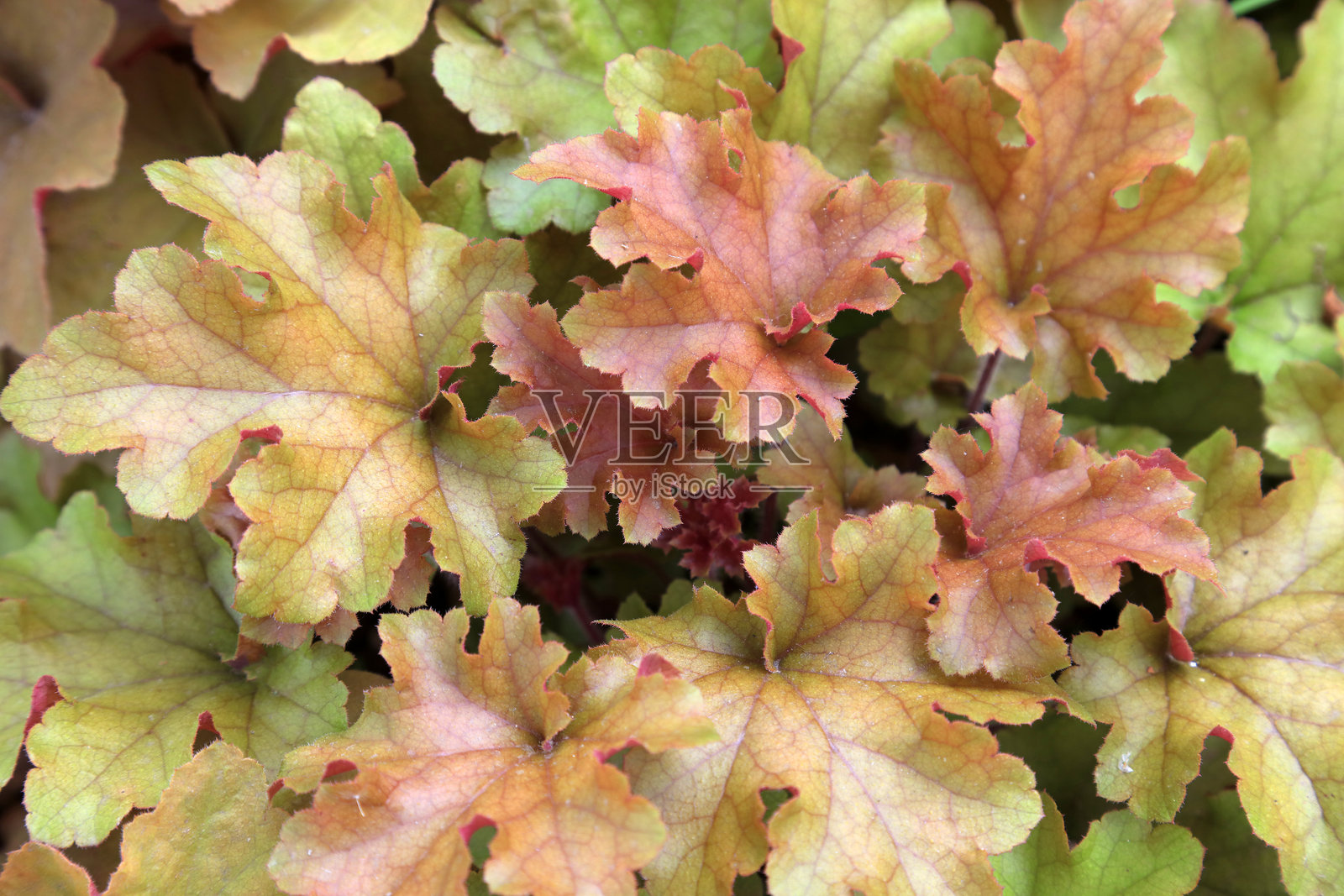 植物园中的铝照片摄影图片