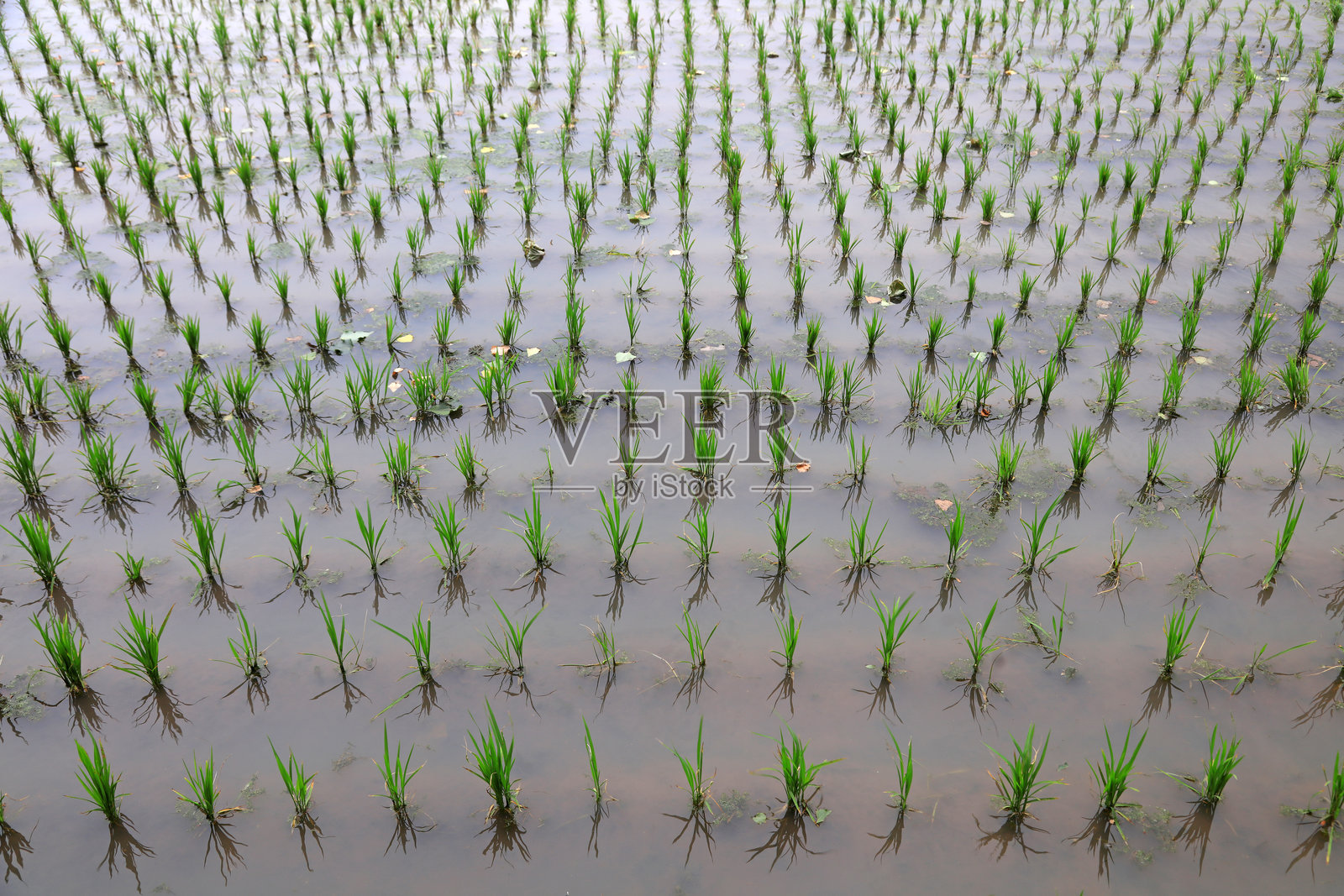 稻田中的水稻幼苗照片摄影图片