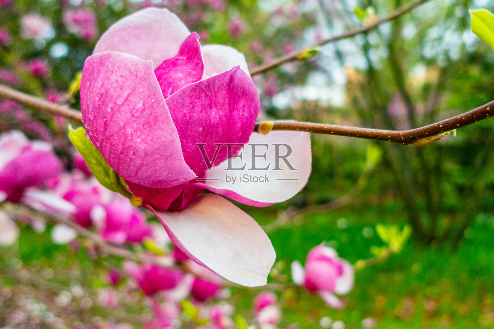 玉兰花照片摄影图片