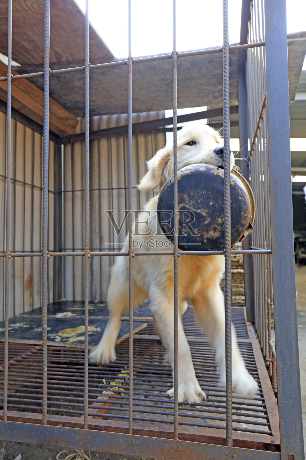 笼子里的宠物狗照片摄影图片