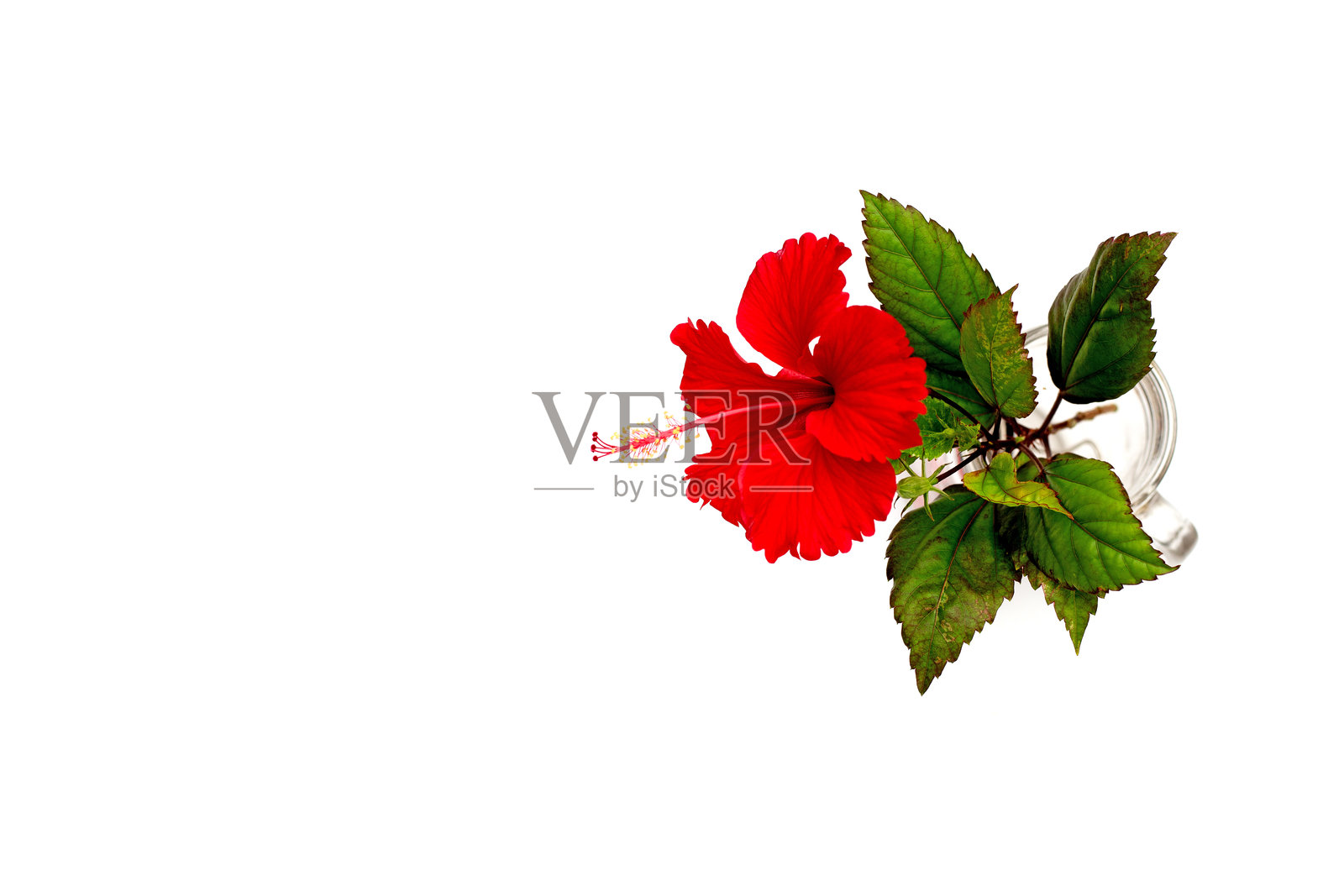 白色背景上的木槿花与叶子。照片摄影图片