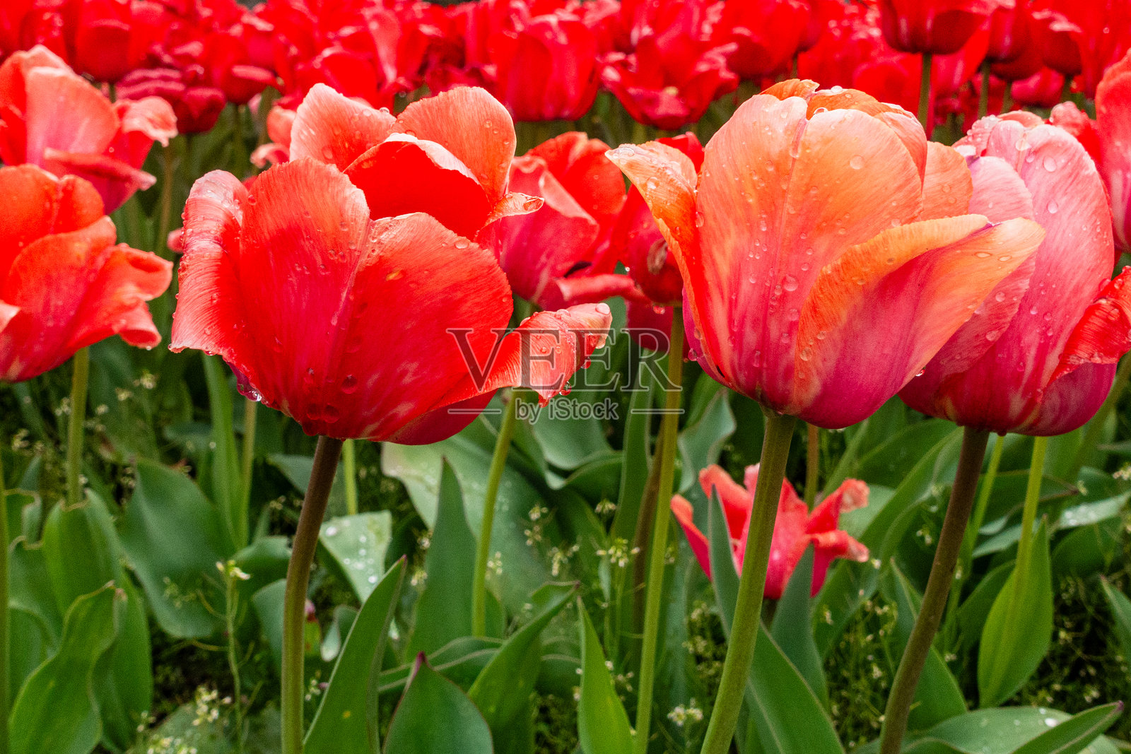 郁金香照片摄影图片