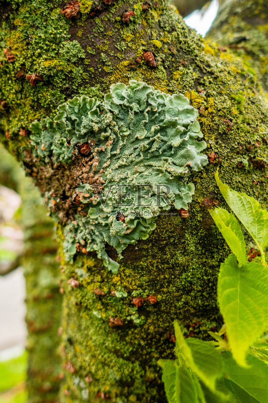 郁金香照片摄影图片