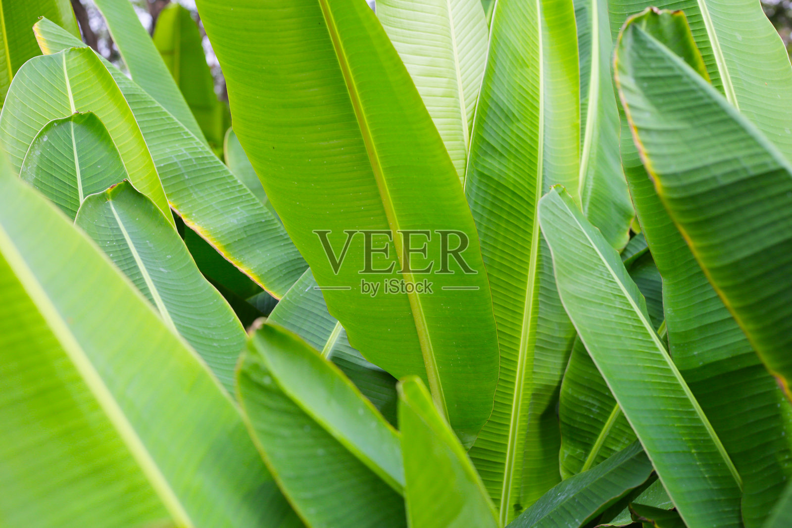 香蕉树的绿色叶子照片摄影图片