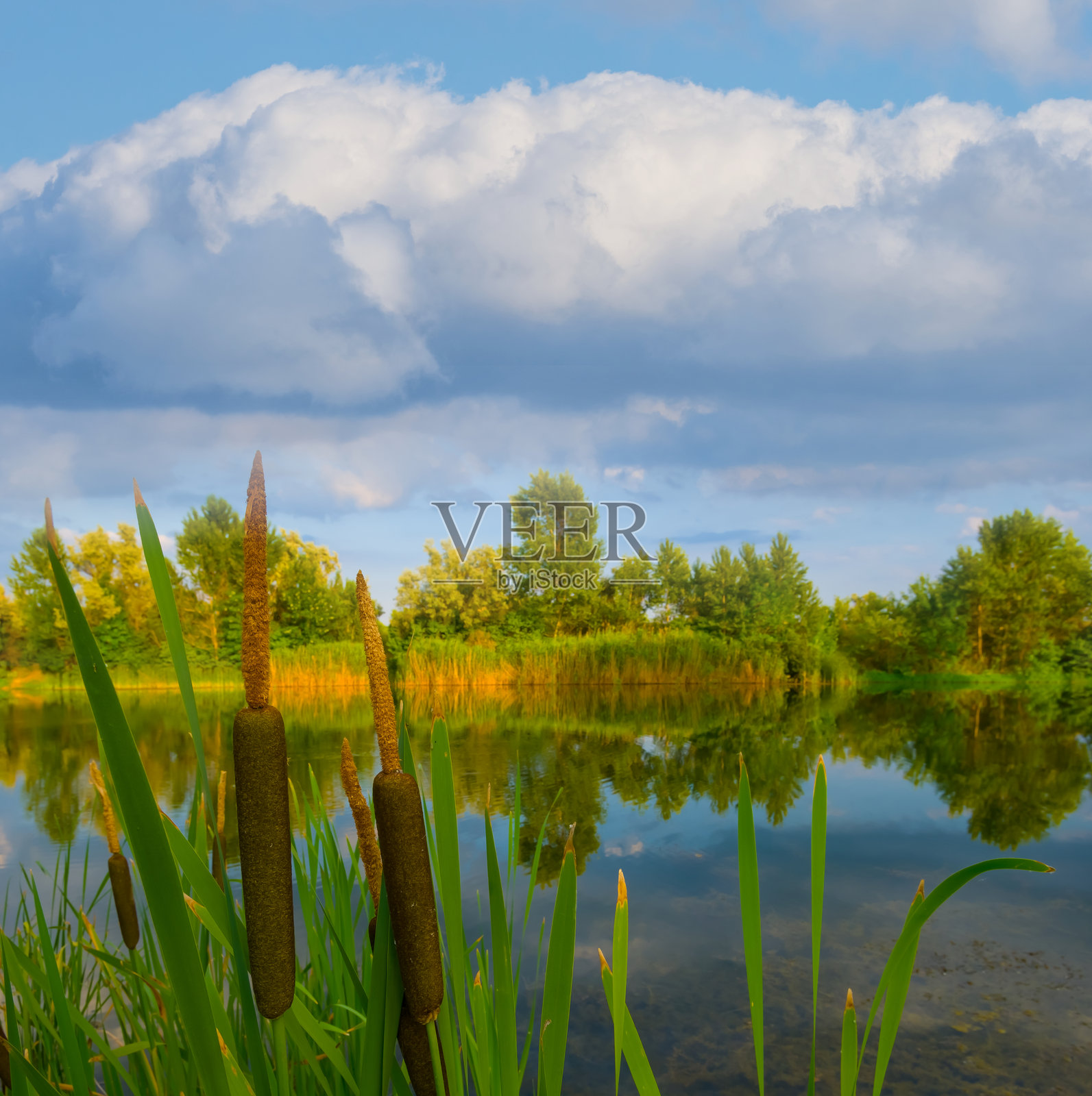 宁静的河流与海岸边的森林，蓝天白云下的夏季户外自然风光照片摄影图片