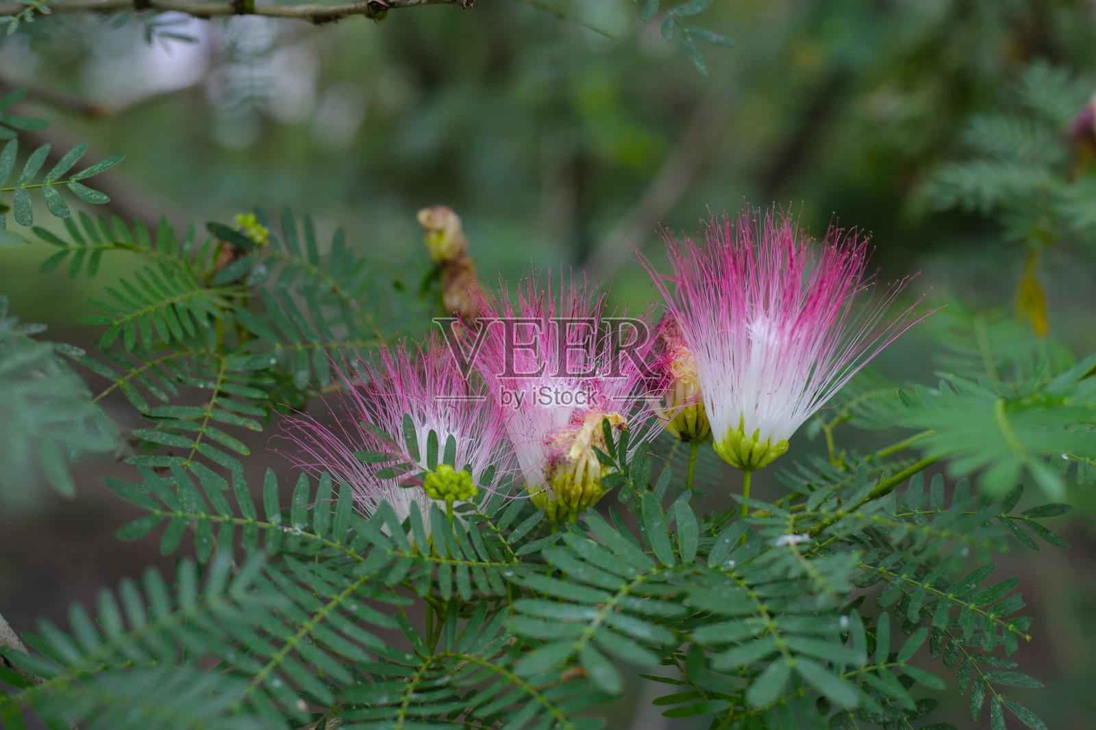 红花树上的红花照片摄影图片