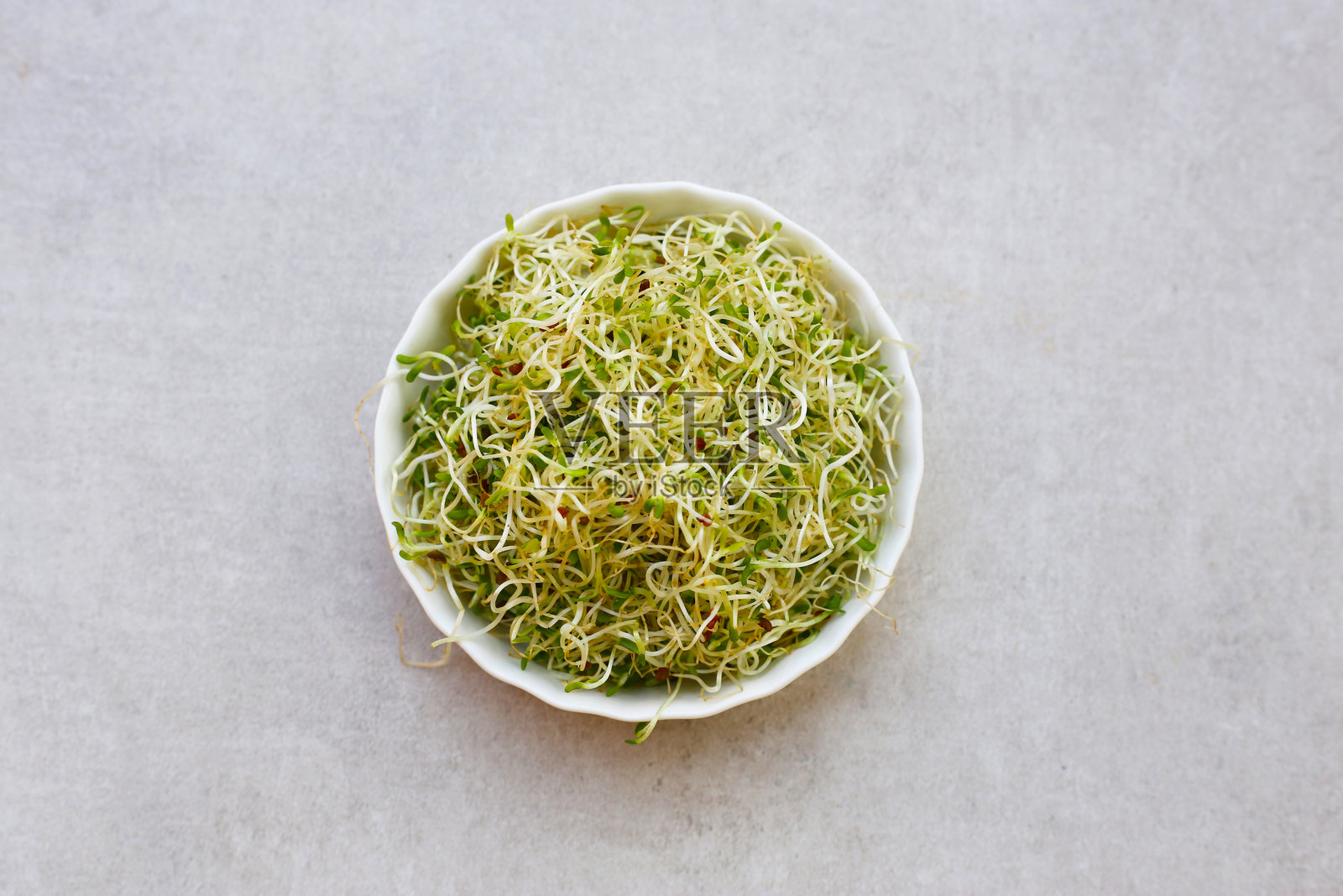 新鲜的绿芽苜蓿种子照片摄影图片