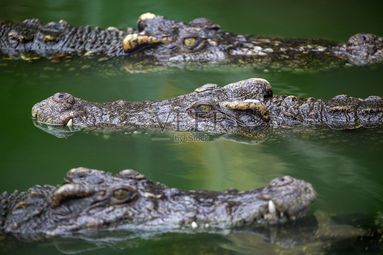 淡水鳄鱼在水中漂浮。照片摄影图片