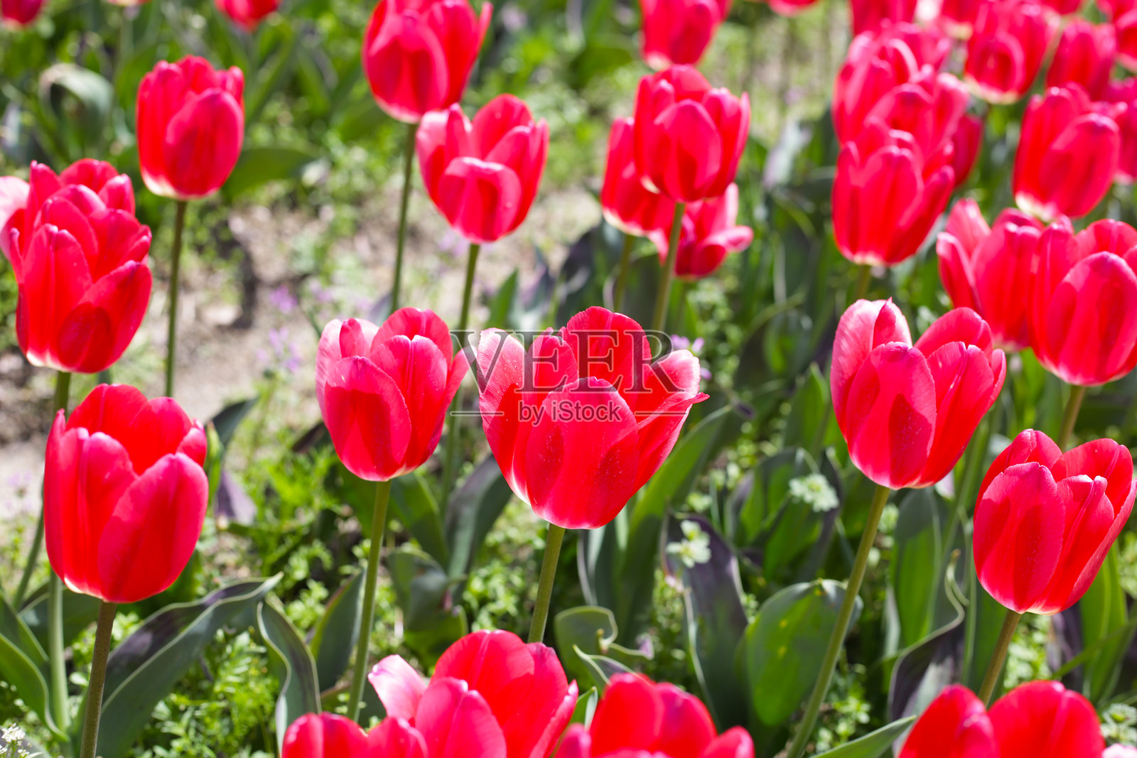 美丽的郁金香花园。日本大阪万博纪念公园照片摄影图片
