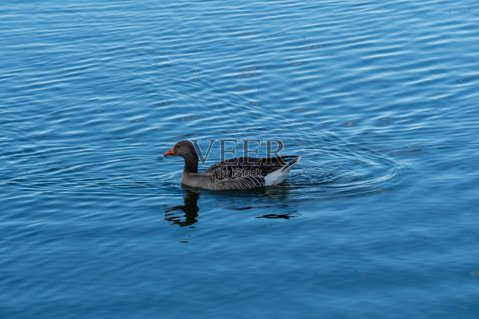 孤独的灰雁在宁静的蓝色湖面上滑翔照片摄影图片