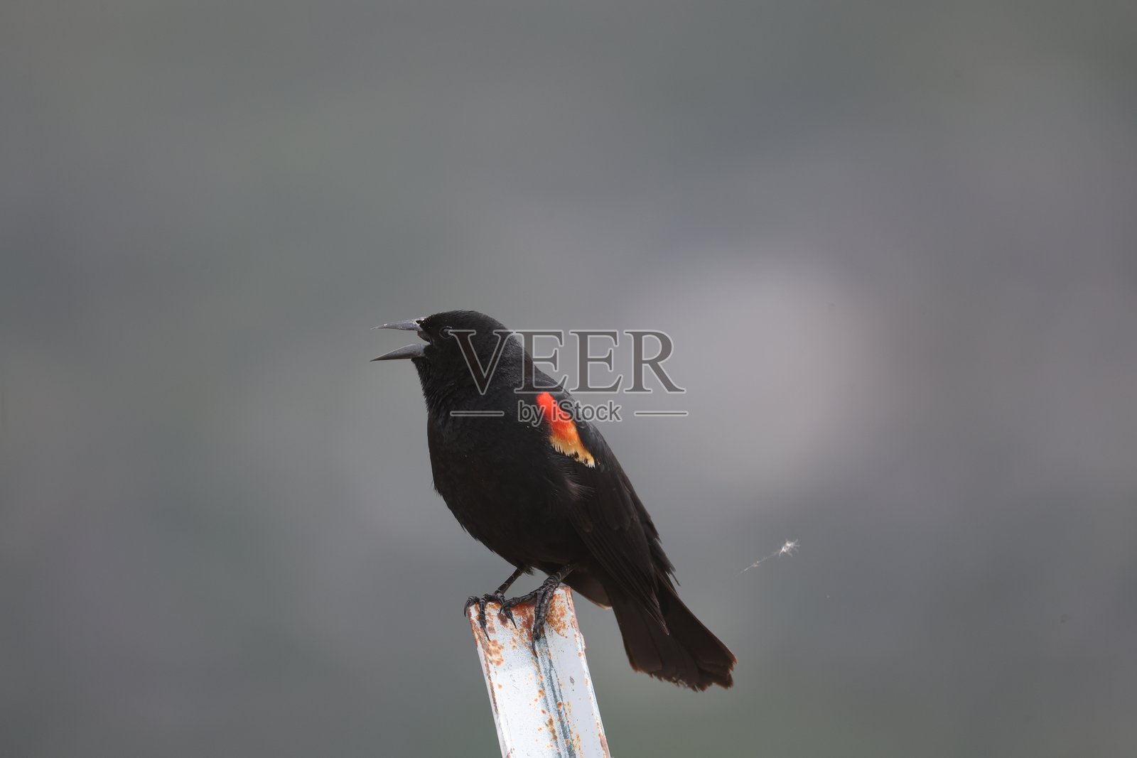 红翅黑鸟照片摄影图片