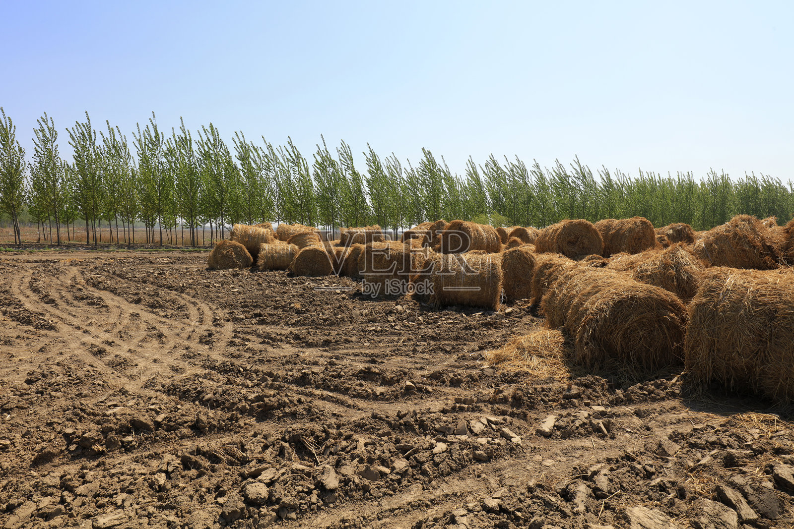 田野中的稻草捆照片摄影图片