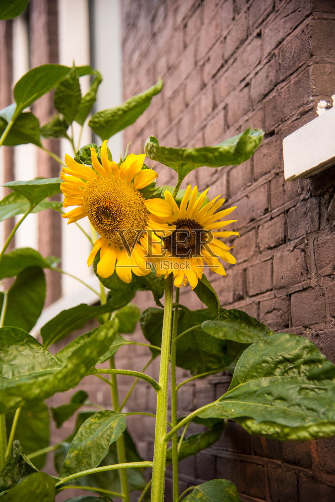 向日葵与带窗户的砖墙相映成趣照片摄影图片