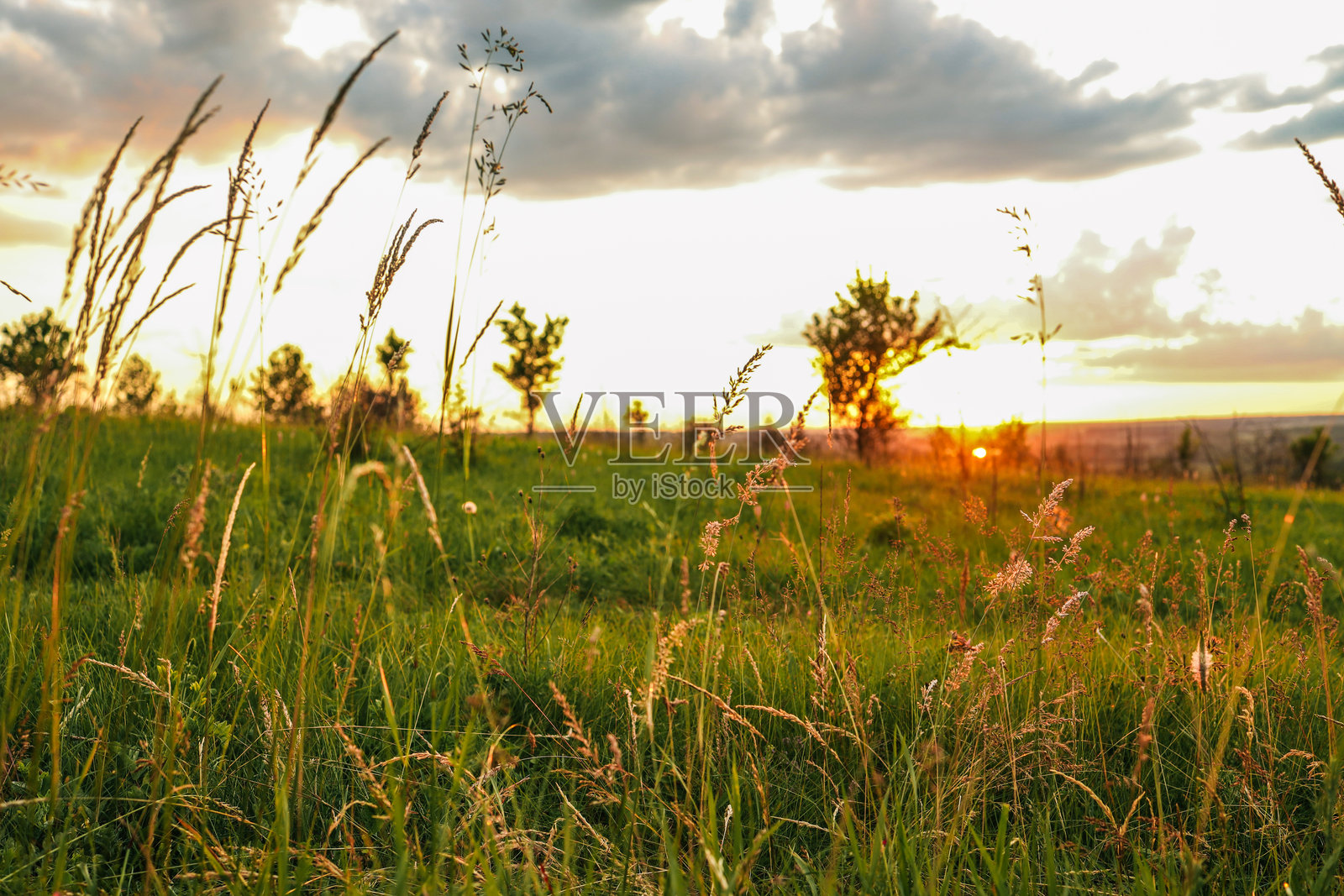 夏季草地上的野草在温暖的金色夕阳光辉中闪耀。宁静的田野和柔和的天空营造出一个完美的自然和乡村主题的宁静田园场景。照片摄影图片
