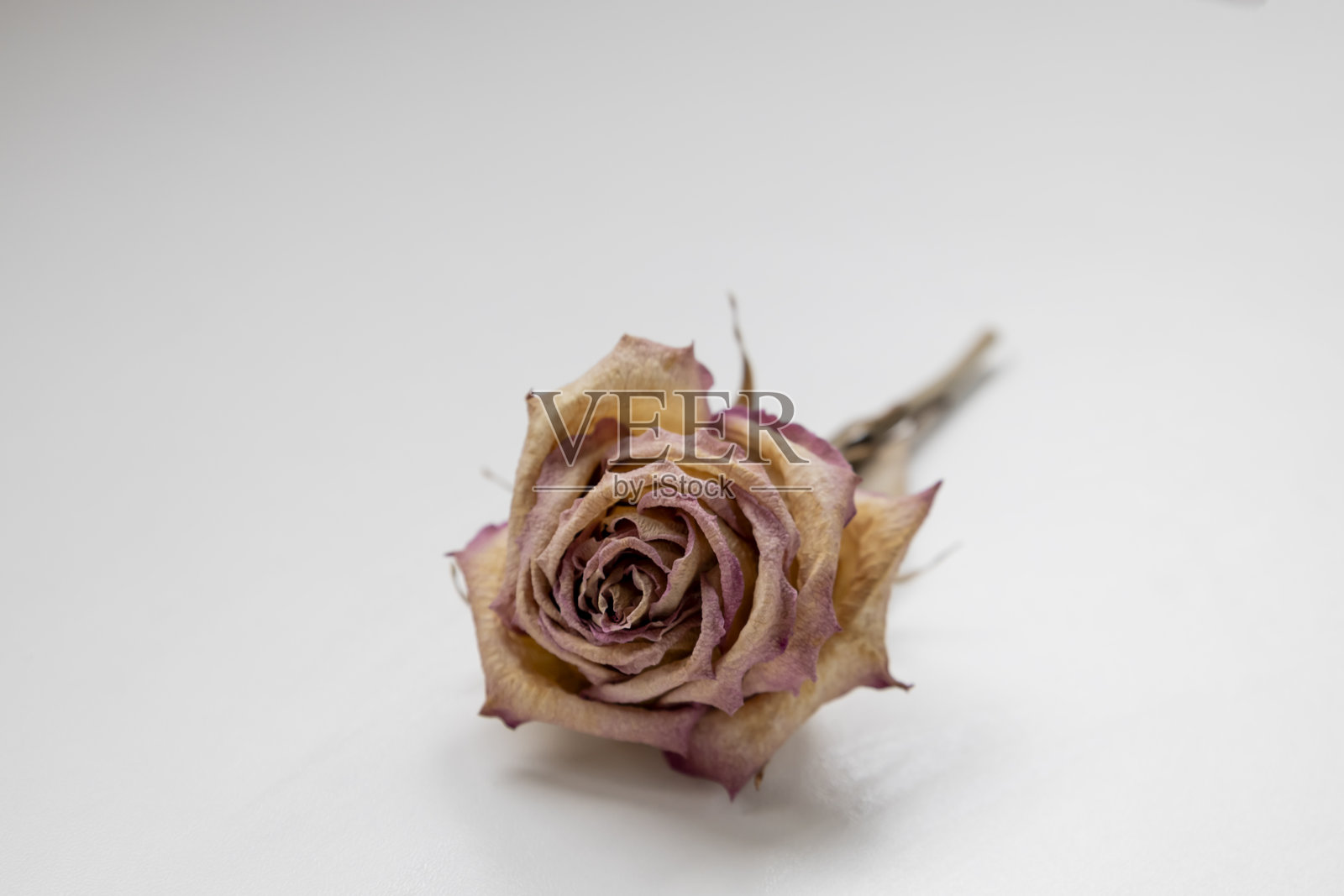 白色背景上的干玫瑰。枯萎的玫瑰和死亡。照片摄影图片