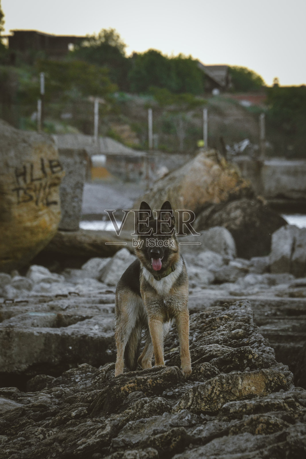 德国牧羊犬的肖像照片摄影图片