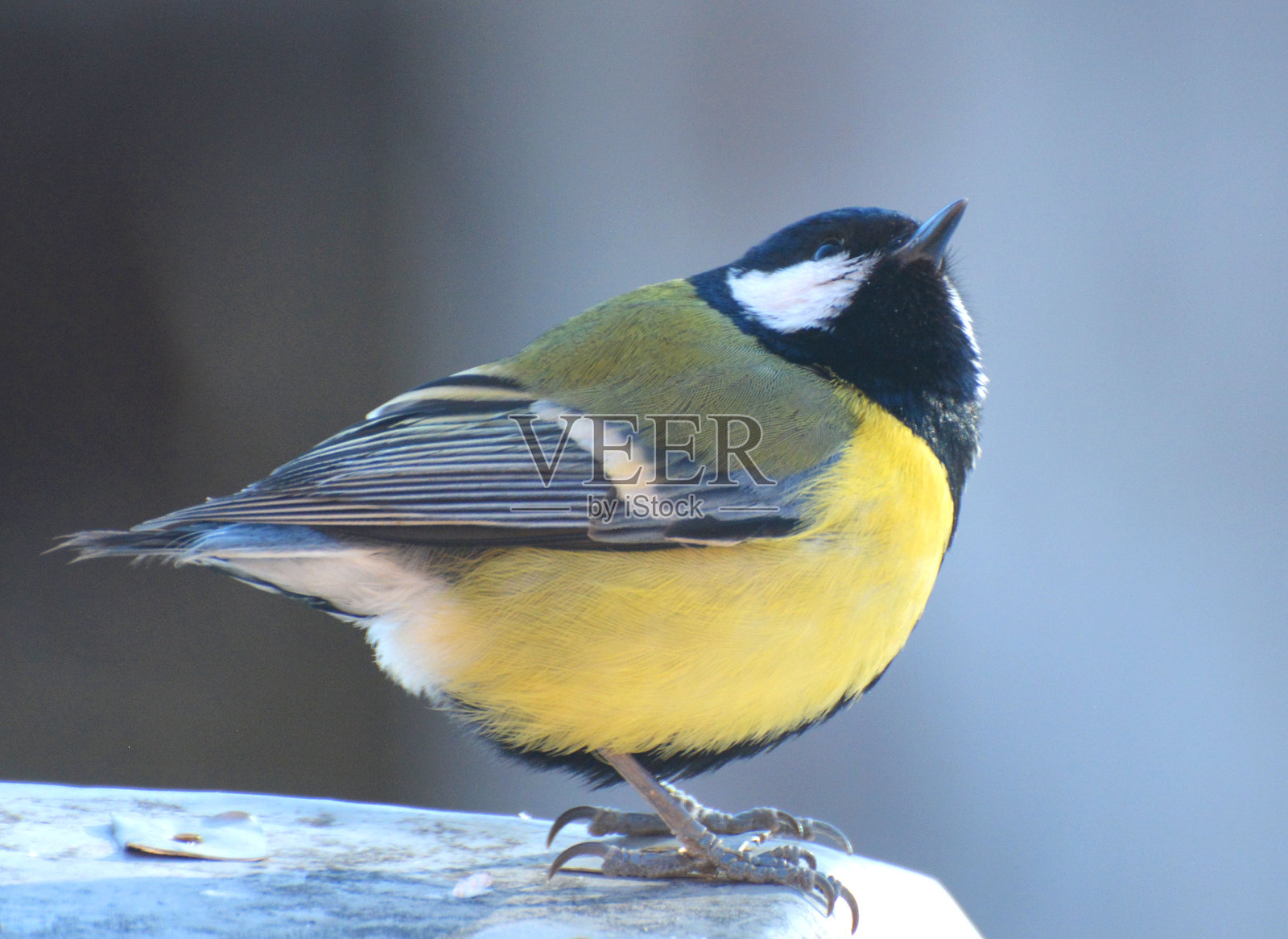 大山雀（Parus major）栖息在树枝上照片摄影图片