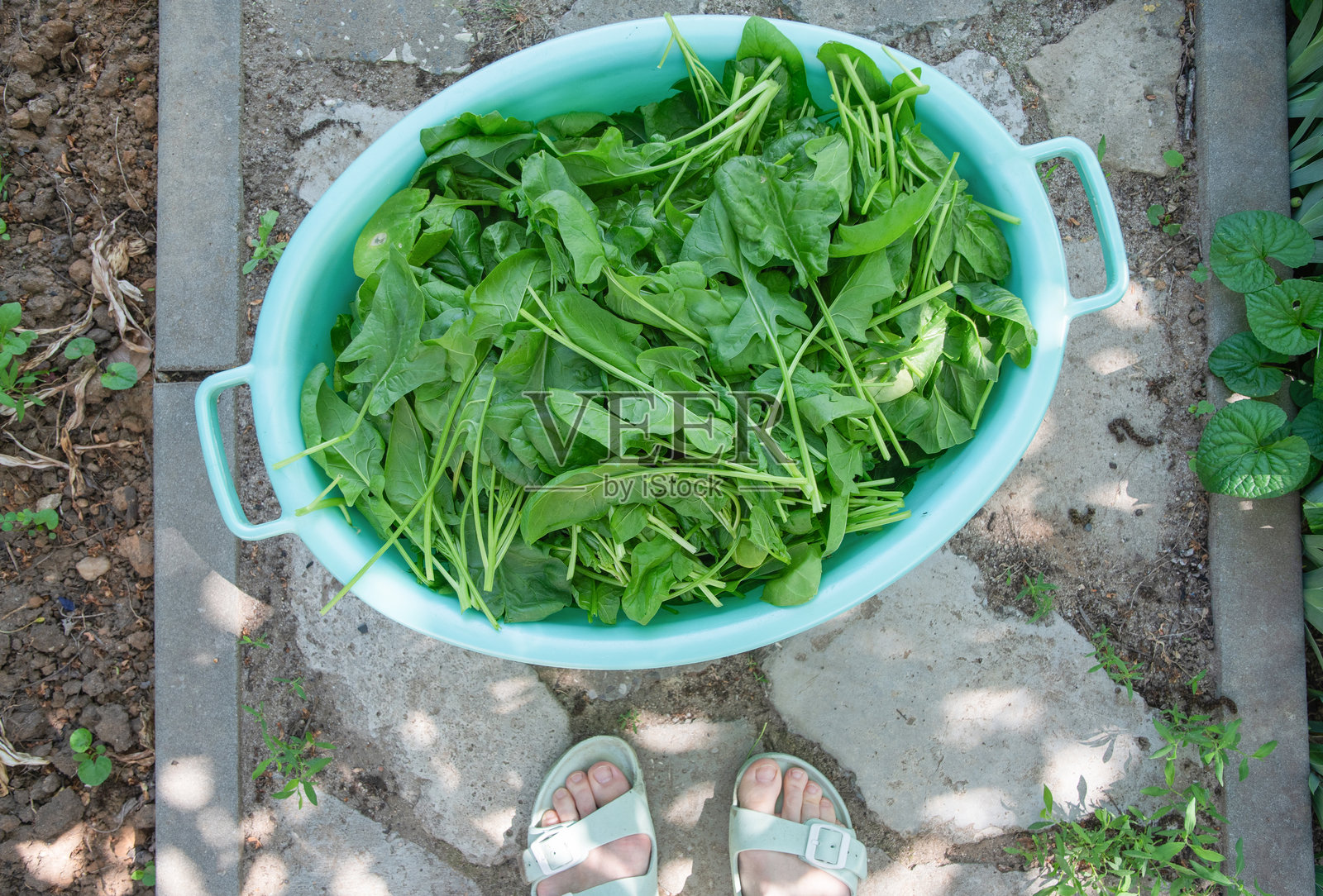 一位园丁站在石头小路上，旁边是一个装满新鲜采摘菠菜叶的浅蓝色塑料碗，展现了丰收和富饶的概念。照片摄影图片