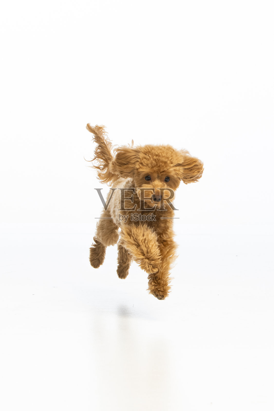 白色背景上的马尔济斯贵宾犬小狗照片摄影图片