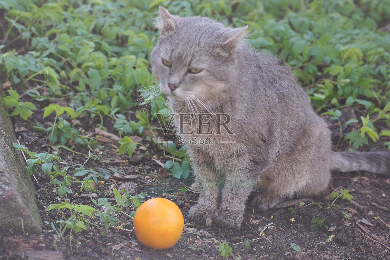一只灰色的大猫坐在绿色植物中。照片摄影图片
