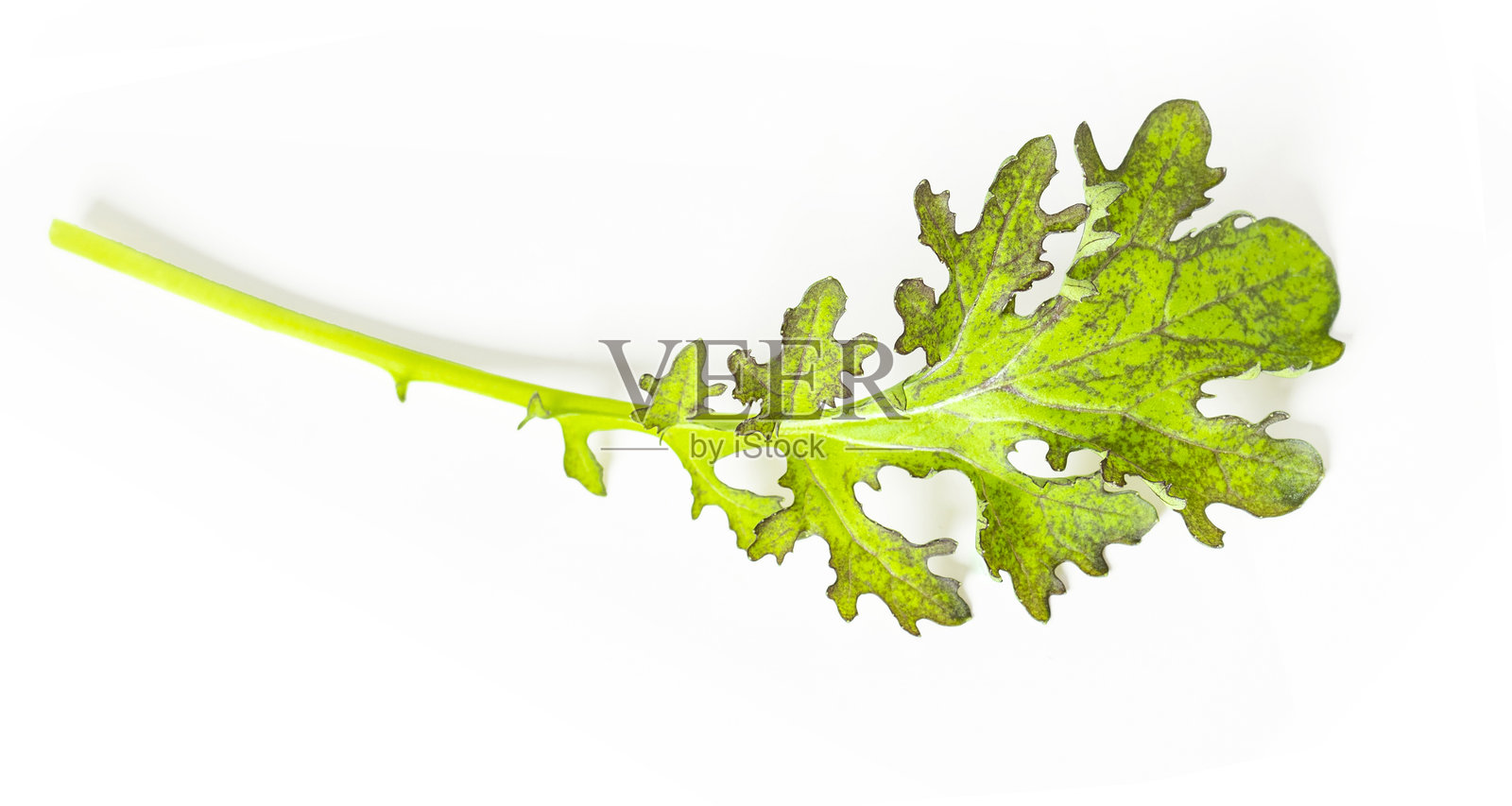 水菜叶。照片摄影图片