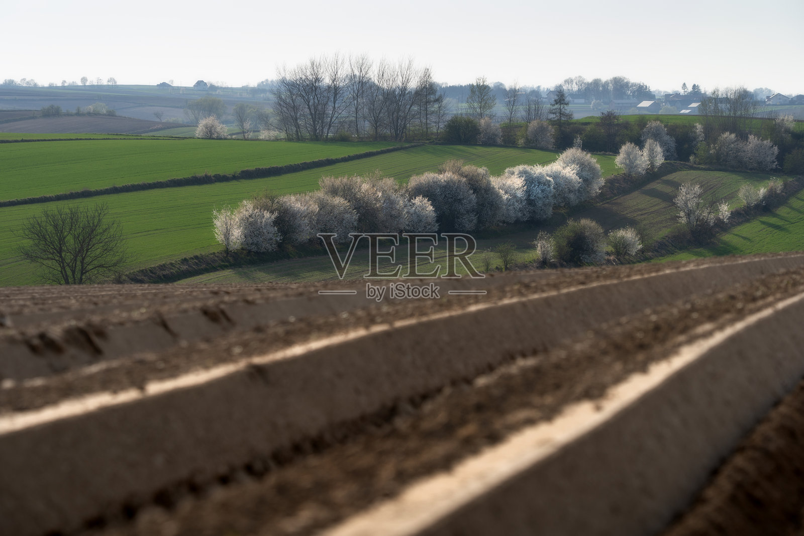 这幅图像捕捉了土地与季节之间的对话。前景中新翻耕的土壤粗糙质感与郁郁葱葱、盛开的背景形成了美丽的对比。波兰圣十字省Ponidzie照片摄影图片