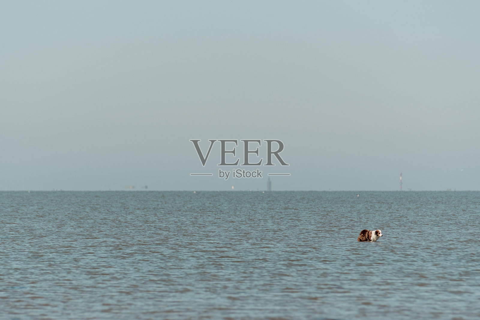 一只狗站在潮涨时的瓦登海中，周围是浅浅的波浪水。照片摄影图片