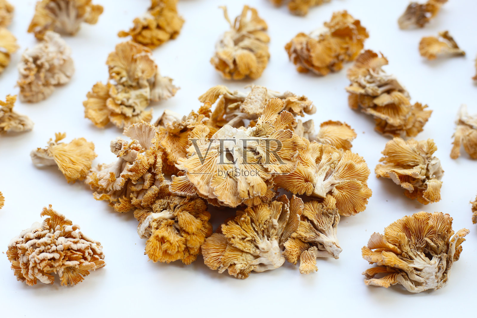 分裂菌或分裂伞菌照片摄影图片