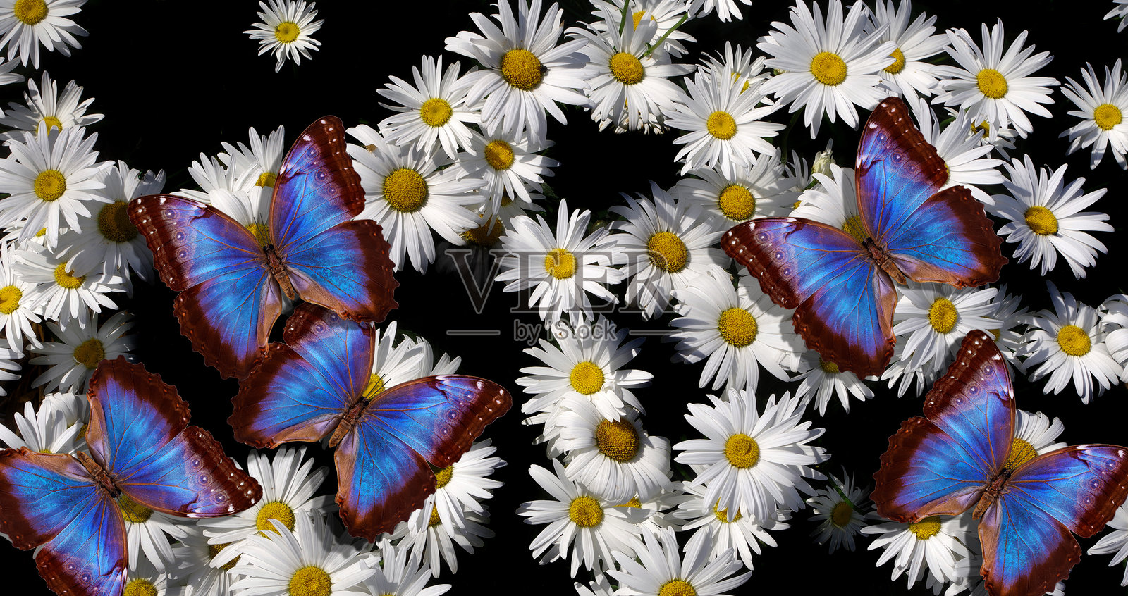 五彩斑斓的蓝色摩尔福蝶停在白色雏菊上照片摄影图片