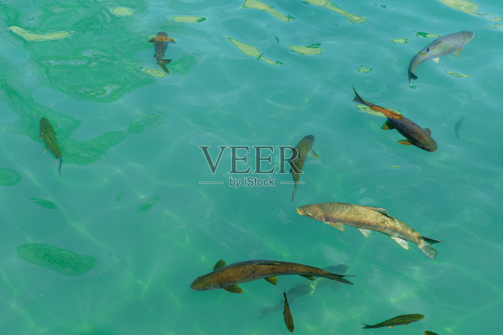 土耳其乌尔法巴尔克戈尔清澈水域中的神圣鱼照片摄影图片