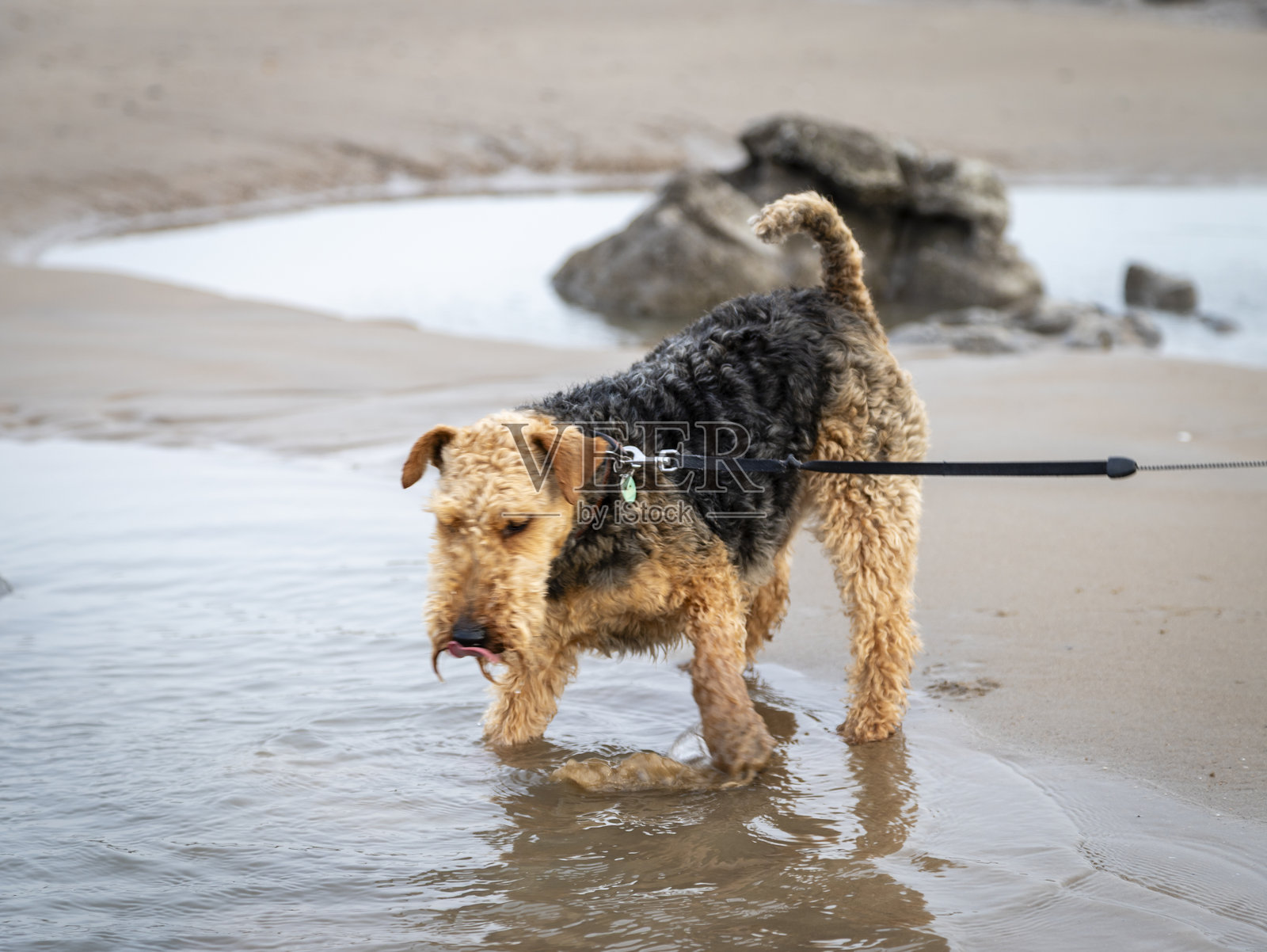 威尔士梗犬在海滩上照片摄影图片