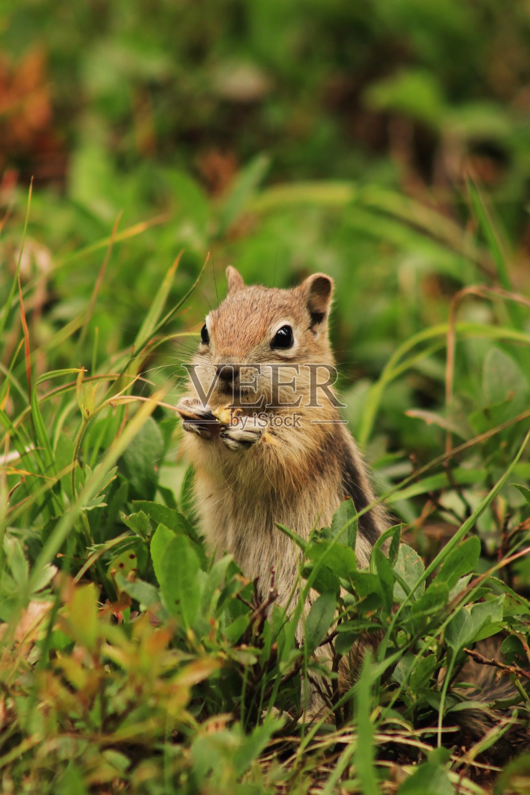 花栗鼠与花朵照片摄影图片