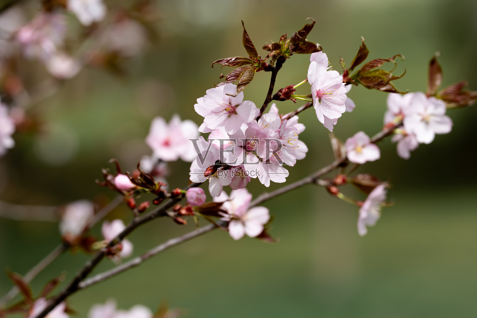 樱花照片摄影图片
