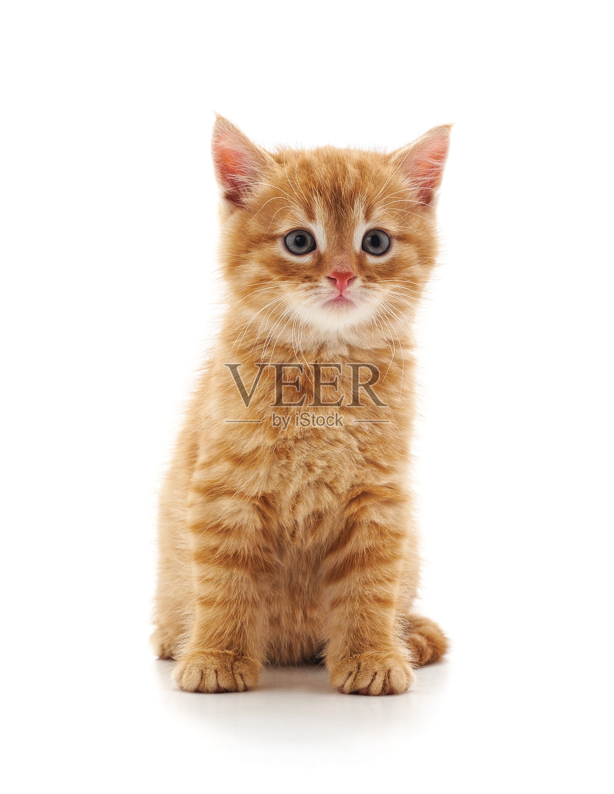 一只棕色的小猫。照片摄影图片