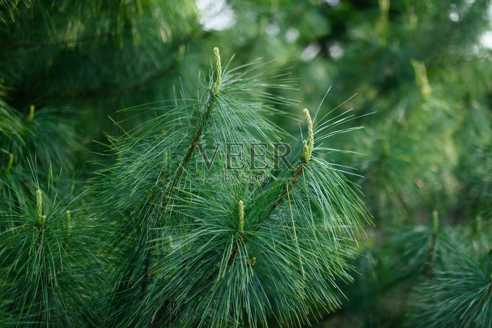 郁郁葱葱的松树枝在春天的宁静森林中，在柔和的阳光下展现出新的生长，营造出清新的氛围。照片摄影图片